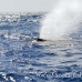 whale_humpback_h_00114_dom2150.jpg